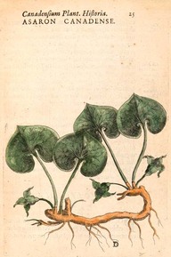 Asaron canadense [L'Asaret]
In Canadensium plantarum aliarumque nondum editarum historia, de Jacques Philippe Cornuti, Paris Simon Le Moyne, 1635