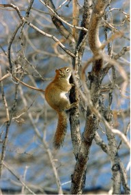 Écureuil dans un arbre, Plaines d'Abraham
