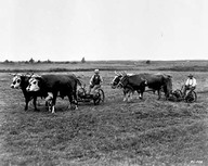 Paire de boeufs servant aux fermiers à Grosses Coques au sud-ouest de la Nouvelle-Écosse