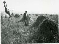 Harvest. Moisson sur la réserve des Piéganes