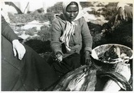 Laucheux Indian woman cutting a fish before drying it. Femme de la tribu des Loucheux coupant du poisson avant de le sécher.