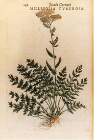 Jocobi Cornuti Millefolia Tuberosa