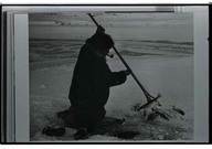 Nigog