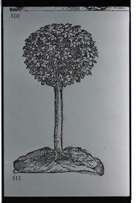 Sassafras