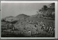  Esclavage dans les plantations