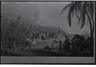 Esclavage dans les plantations de canne à sucre