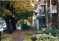 Maisons bordées d'arbres
