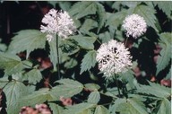Fleurs sur les Plaines d'Abraham