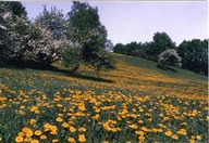 Plaines d'Abraham