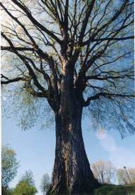 Plaines d'Abraham