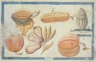 Des melons et des courges.
In Brief Discours, Providence. Planche XLV.