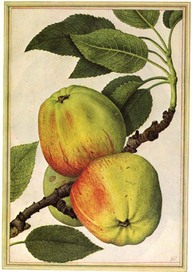 Pommes. 
In Hulton Paul et al, 1977, The work of Jacques LeMoyne de Morgues a Huguenot artist in France, Florida and England, Londres,British Museum, 2vol.