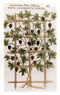 Vitis laciniatis foliss
In Canadensium plantarum Historia, 1635, Paris, Jacques Cornuti. 
