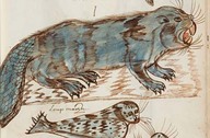 Amic ou castor
In Codex canadiensis, vers 1700, p. 37