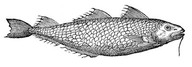 Molua in Francia, tiré de Delle navigationi et viaggi de Giovanni Battista Ramusi, Venise, Giunta, 1556, vol. 3, p. 419