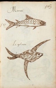 La Morue
In Codex canadiensis, vers 1700, p. 63