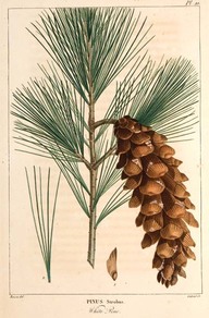 White Pine [Pin blanc]
In Histoire des arbres forestiers de l'Amérique septentrionale de François-André Michaux, Paris, 1810.