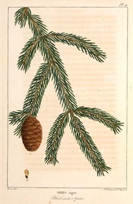 Abies Nigra
In Histoire des arbres forestiers de l'Amérique septentrionale de François-André Michaux, Paris, 1810.