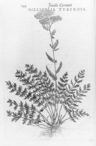 Millefolia Tuberosa
In Plaines d'Abraham. Le culte de l'idéal. Jacques Mathieu et Eugen Kedl, Septentrion.