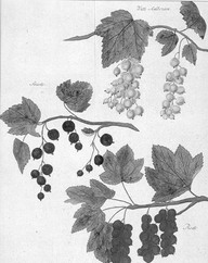 Groseilles
In De Groote, Christine, Fleurs, fruits, légumes : une histoire du jardin de l'antiquité à nos jours, Renaissance du livre, Tournai, 1999