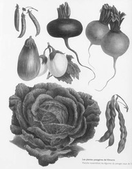 Les plantes potagères de Vilmorin
In De Groote, Christine, Fleurs, fruits, légumes : une histoire du jardin de l'antiquité à nos jours, Renaissance du livre, Tournai, 1999