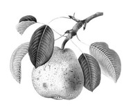 Fruit
In De Groote, Christine, Fleurs, fruits, légumes : une histoire du jardin de l'antiquité à nos jours, Renaissance du livre, Tournai, 1999