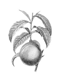 Fruit
In De Groote, Christine, Fleurs, fruits, légumes : une histoire du jardin de l'antiquité à nos jours, Renaissance du livre, Tournai, 1999