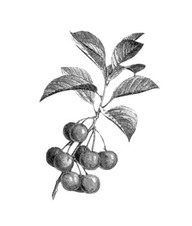 Fruit  
In De Groote, Christine, Fleurs, fruits, légumes : une histoire du jardin de l'antiquité à nos jours, Renaissance du livre, Tournai, 1999
