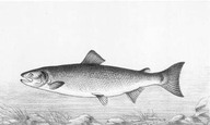 Saumon
In Les Poissons d'eau douce du Canada, A.-N. Montpetit, Beauchemin et Fils, 1897