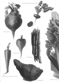 Légumes anciens
in Dalloyau, n°6, printemps-été 2002, vol. 1, Paris : 12. 