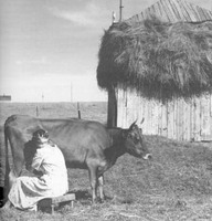 Vache à la traite
In Provencher, Jean, C'était l'été. La vie rurale traditionnelle dans la vallée du Saint-Laurent, Boréal, 1982.