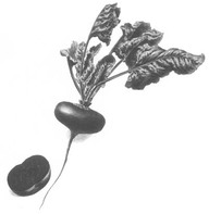 Betterave rouge à salade de trévise. 
In De Groote, Christine, Fleurs, fruits, légumes : une histoire du jardin de l'antiquité à nos jours, Renaissance du livre, Tournai, 1999