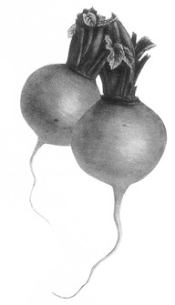 [Navet ?]
In De Groote, Christine, Fleurs, fruits, légumes : une histoire du jardin de l'antiquité à nos jours, Renaissance du livre, Tournai, 1999