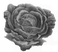 Chou 
In De Groote, Christine, Fleurs, fruits, légumes : une histoire du jardin de l'antiquité à nos jours, Renaissance du livre, Tournai, 1999