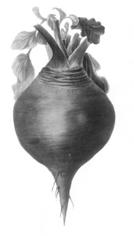 chou rutabaga
In De Groote, Christine, Fleurs, fruits, légumes : une histoire du jardin de l'antiquité à nos jours, Renaissance du livre, Tournai, 1999