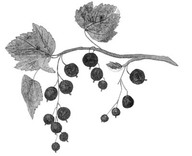 Groseilles 
In De Groote, Christine, Fleurs, fruits, légumes : une histoire du jardin de l'antiquité à nos jours, Renaissance du livre, Tournai, 1999