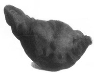 Topinambour
In De Groote, Christine, Fleurs, fruits, légumes : une histoire du jardin de l'antiquité à nos jours, Renaissance du livre, Tournai, 1999