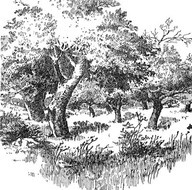 Vieux verger
