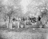 La cueillette des pommes