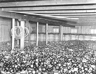 Entrepôt rempli de pommes