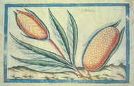 Du maïs rudimentaire