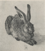 Jeune lièvre