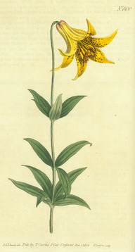 Le lis du Canada (Lilium canadense).