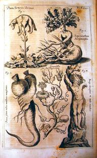 Cinq plantes étranges, anthropomorphiques ou porteuses d’un symbole religieux. 