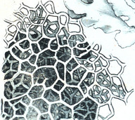 Des cellules observées au microscope en 1665. 

