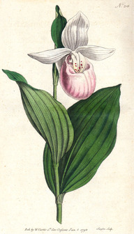 Le soulier de la Vierge. 