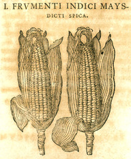 Des épis de maïs au XVIIe siècle