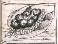 Un épi de maïs galeux