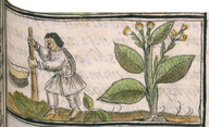 La préparation d'un extrait de tabac