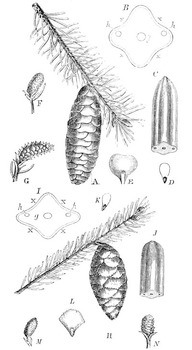 Comparaison entre l'épinette blanche et la noire